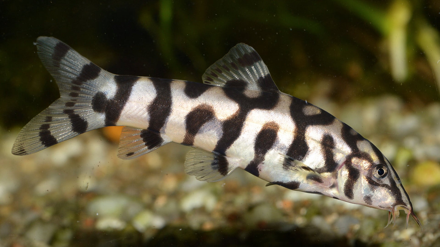 Yo-Yo Loach