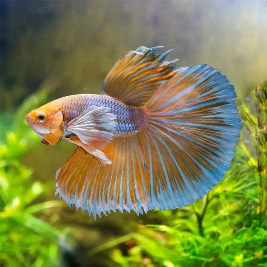 Dumbo Betta - Male