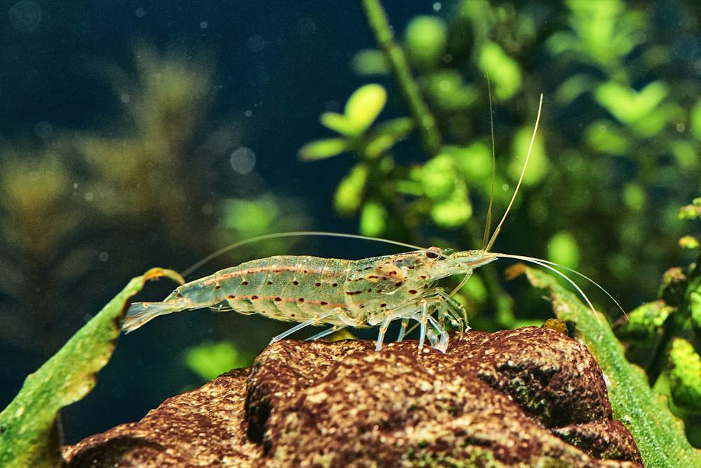 Amano Algae Eating Shrimp