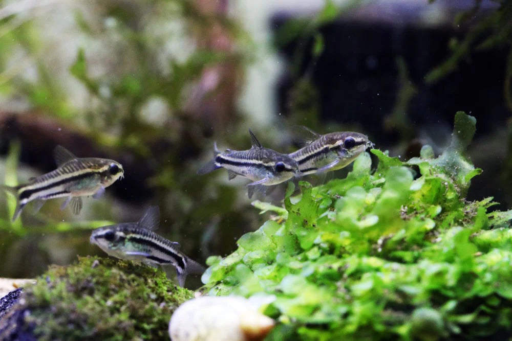 Pygmy Cory - Locally Bred
