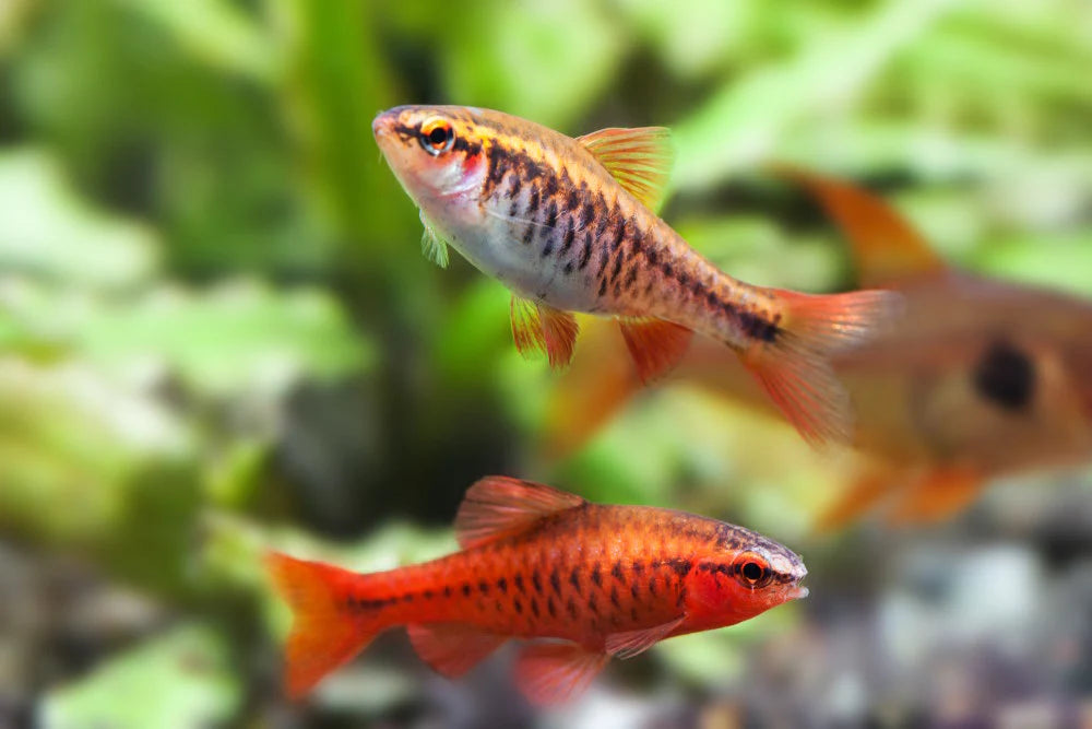 Veiltail Cherry Barb
