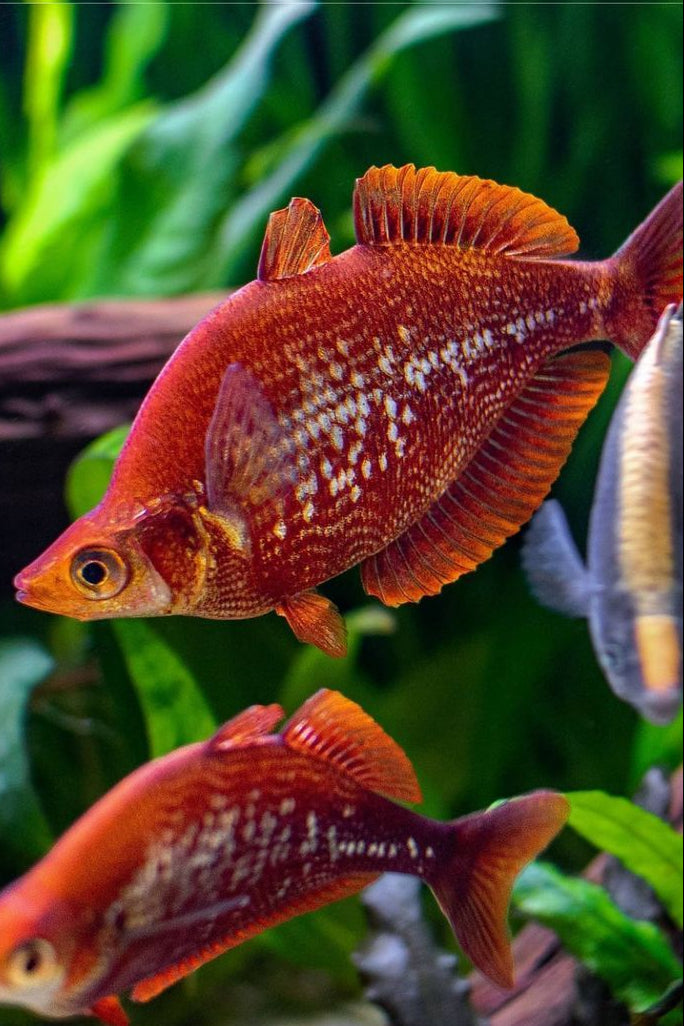 Red Rainbowfish