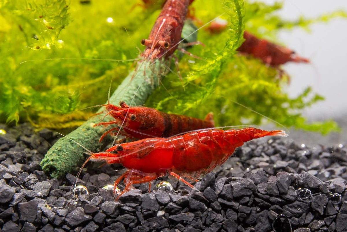 Fire Red Cherry Shrimp - Locally Bred
