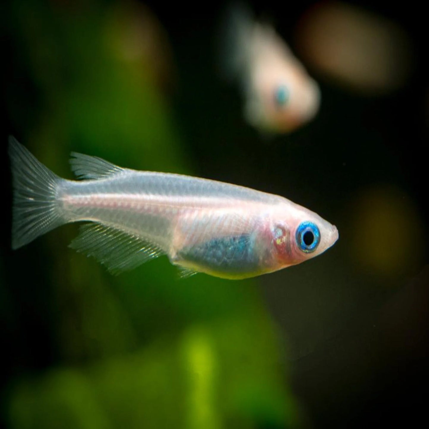 Platinum White Rice Fish