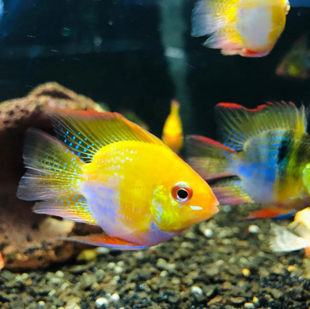 Gold Balloon Ram Cichlid