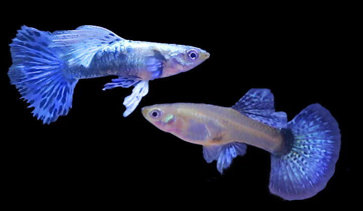 Dragon Guppy - Locally Bred - Mixed Colors