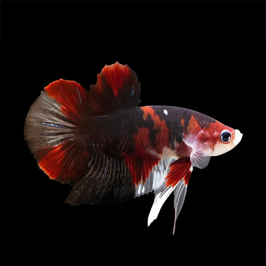 Halfmoon Plakat Betta - Male