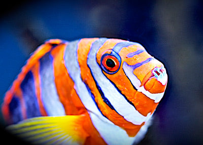 Harlequin Tusk Wrasse
