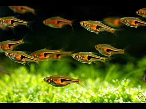 Hengelli Rasbora