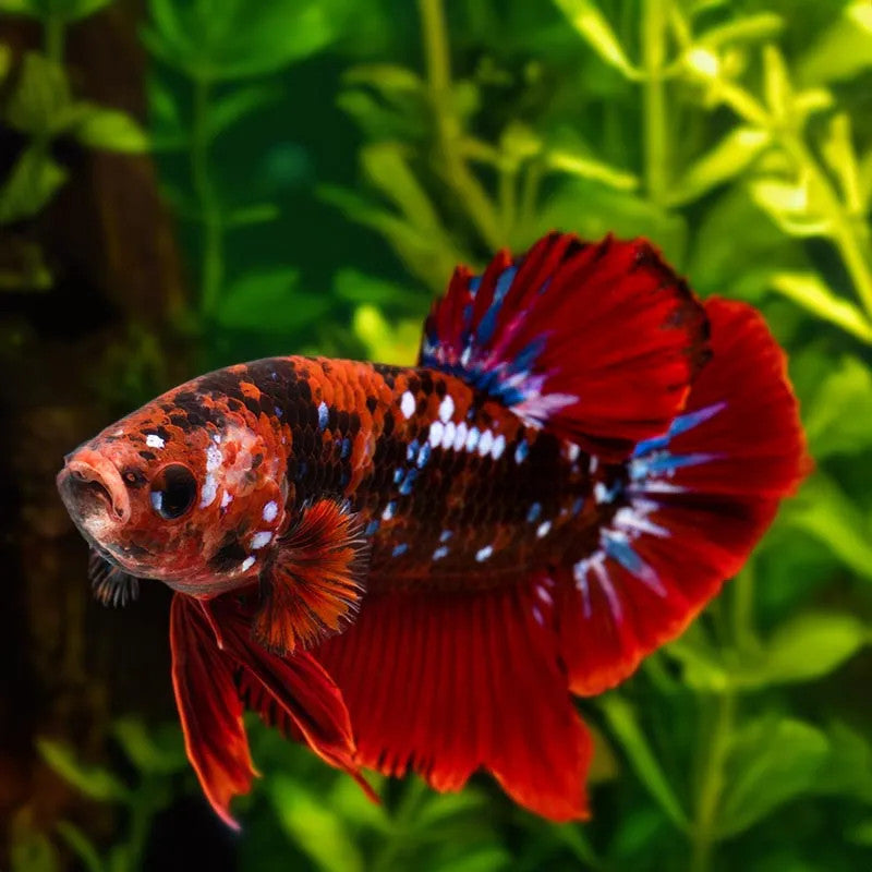 Galaxy Koi Betta Male – Wet Pets Aquatics