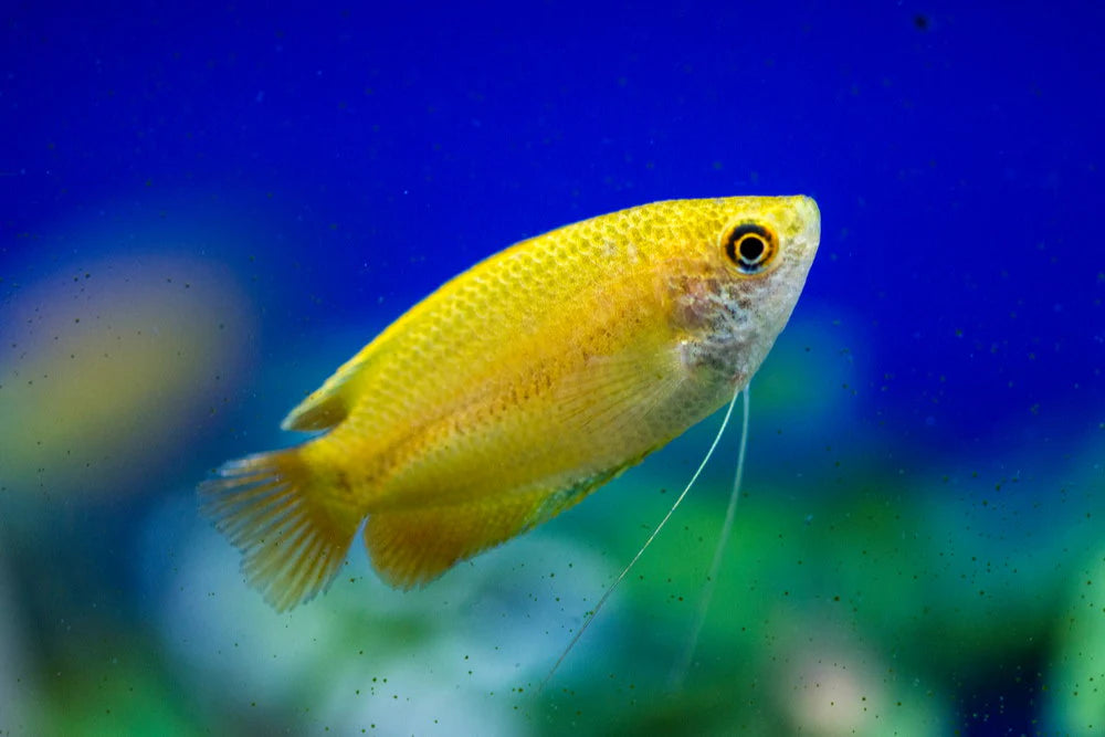 Dwarf Yellow Honey Gourami