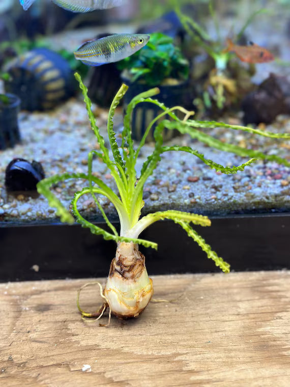 African Onion Crinum - 🟢 EASY