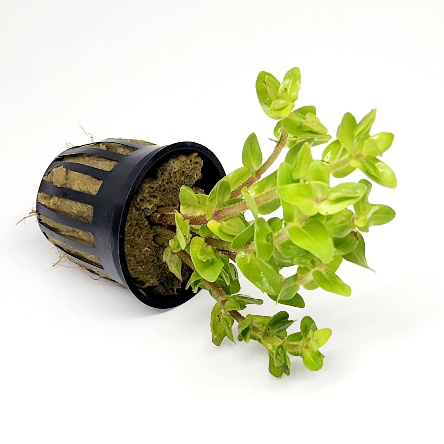 Bacopa Lemon - Potted