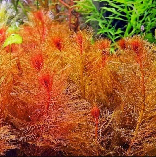 HydrOasis® Red Myrio Submerged Potted