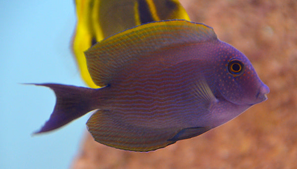 Blue Eye Bristletooth Tang