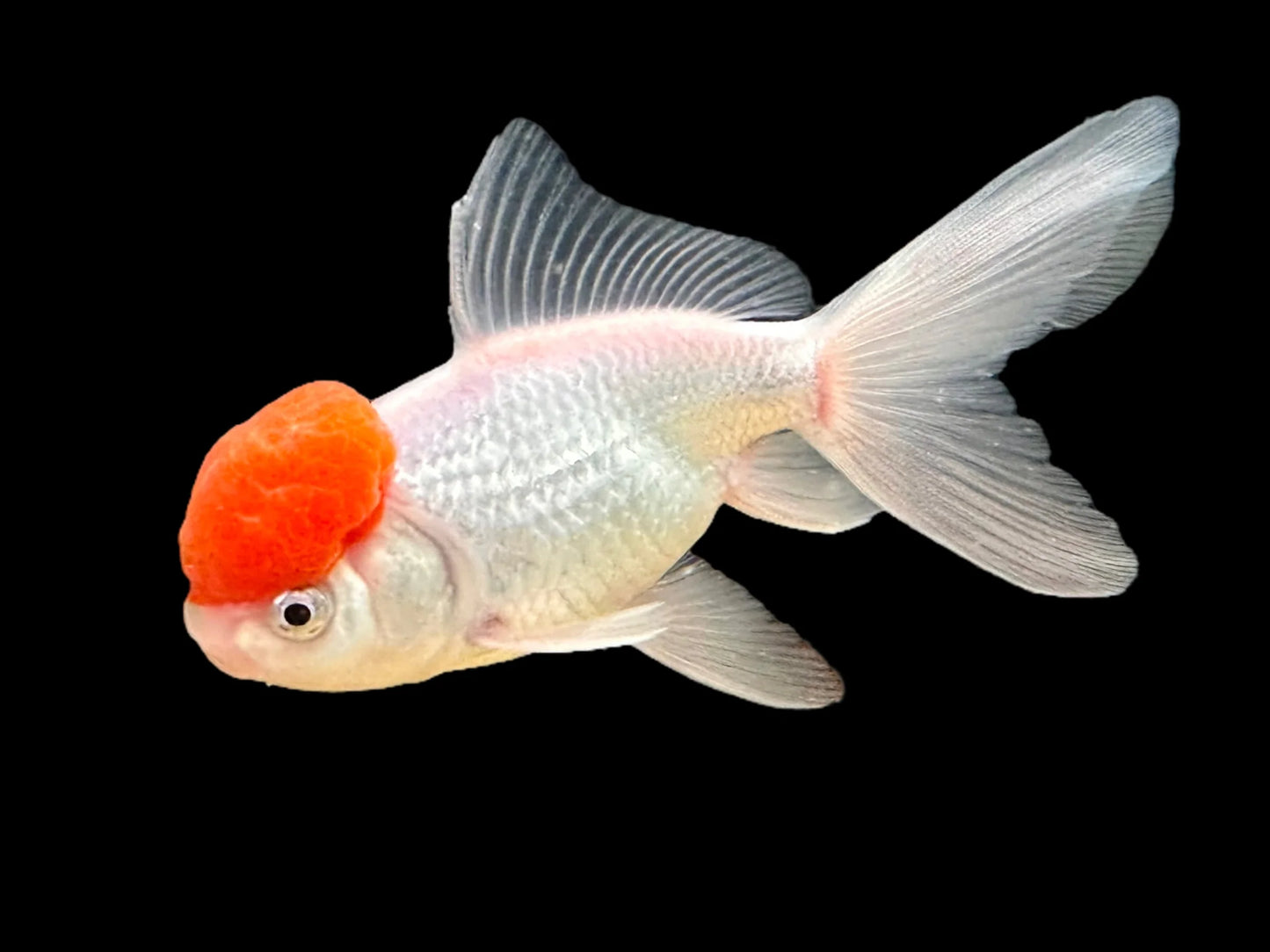 Red Cap Oranda Goldfish