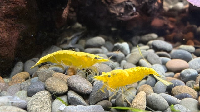 Yellow Goldenback Shrimp - Locally Bred