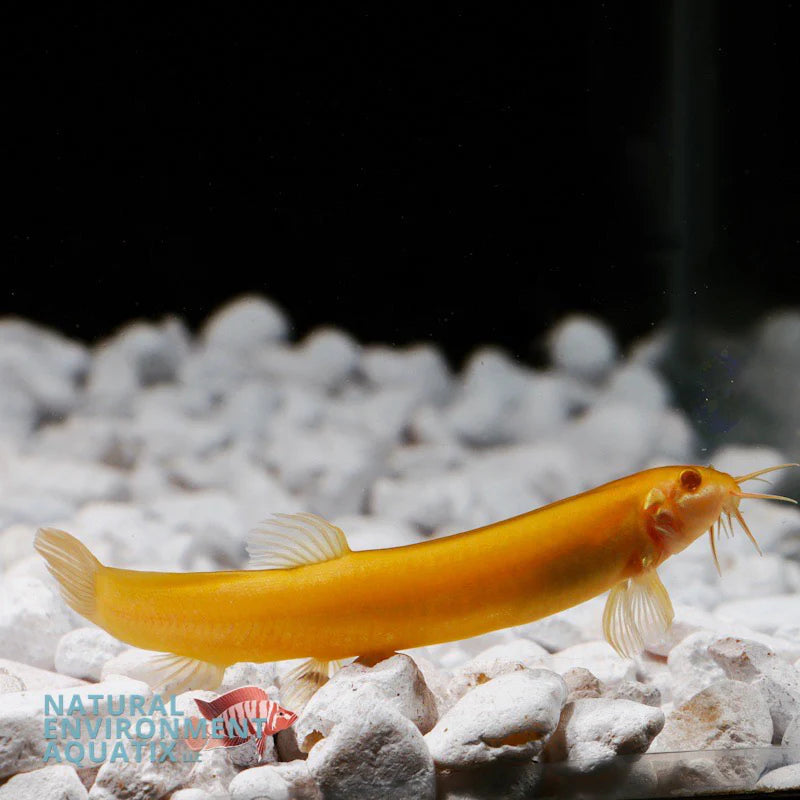 Gold Dojo Loach (Weather Loach)