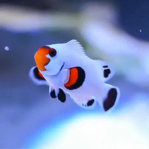 Flurry Ocellaris Clownfish Tank Raised