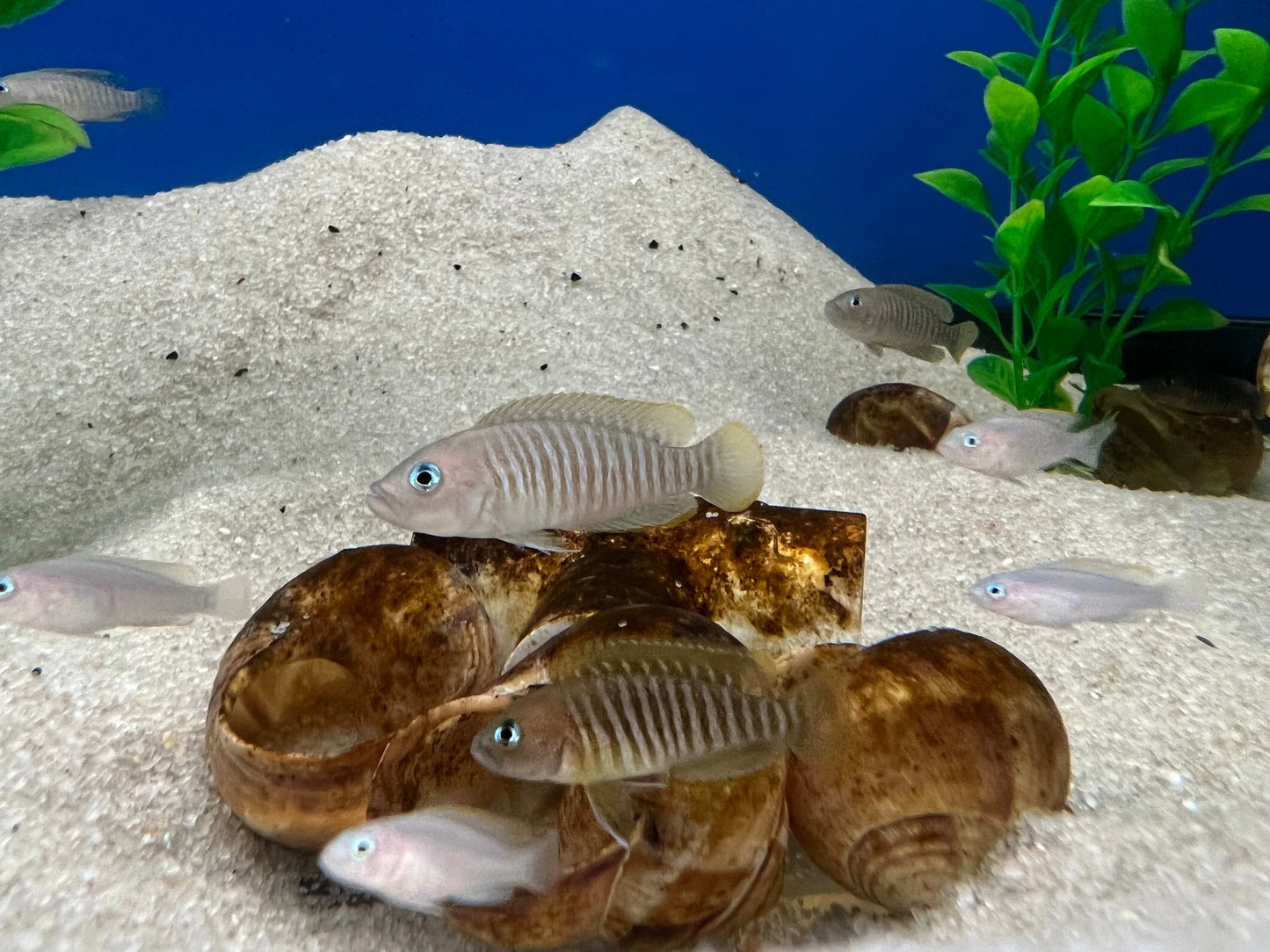 Cichlid - Lamprologus Multifasciatus