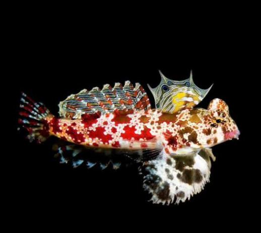 Red Starry Scooter Dragonet