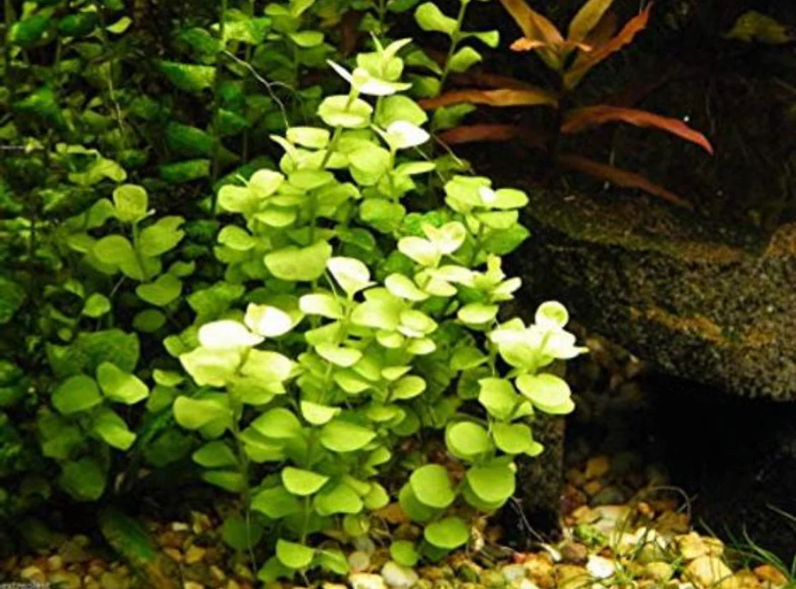 Gold Lloydiella - 🟢 EASY