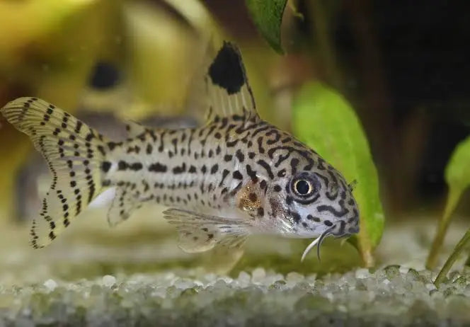 Julii Corydoras