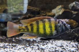 Cichlid - Hap - Thickskin Obliquidens