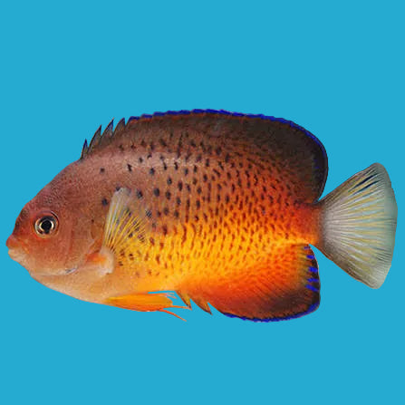 Rusty Angelfish