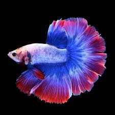 Halfmoon Patriot Betta - Male