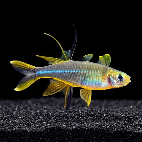 Celebese Rainbowfish