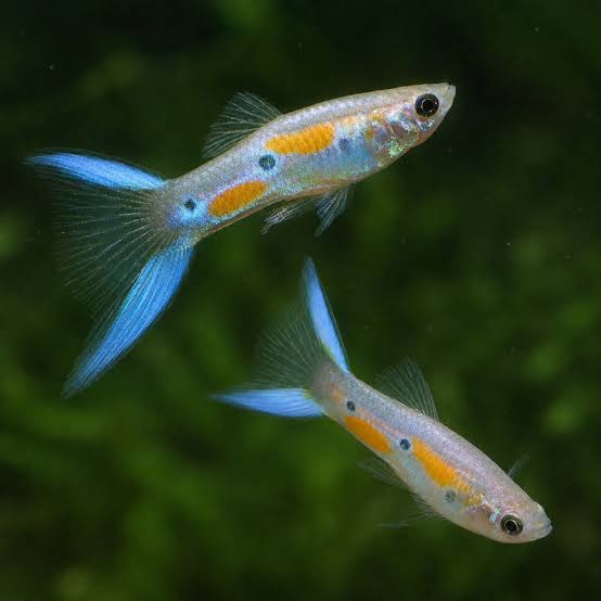 Blue Japanese Swordtail Guppy