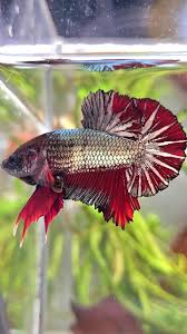 Plakat Red Copper - Male
