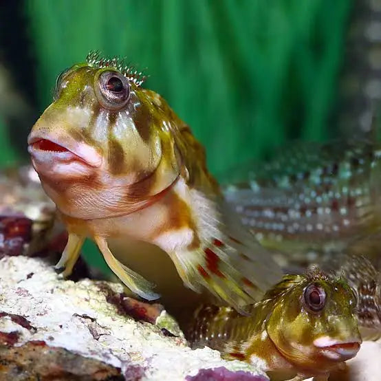 Molly Miller Blenny - Aiptasia Eater