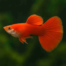Red Moscow Guppy - Male