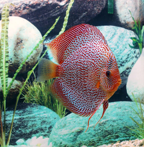 Discus - Leopard Snakeskin Discus 6"