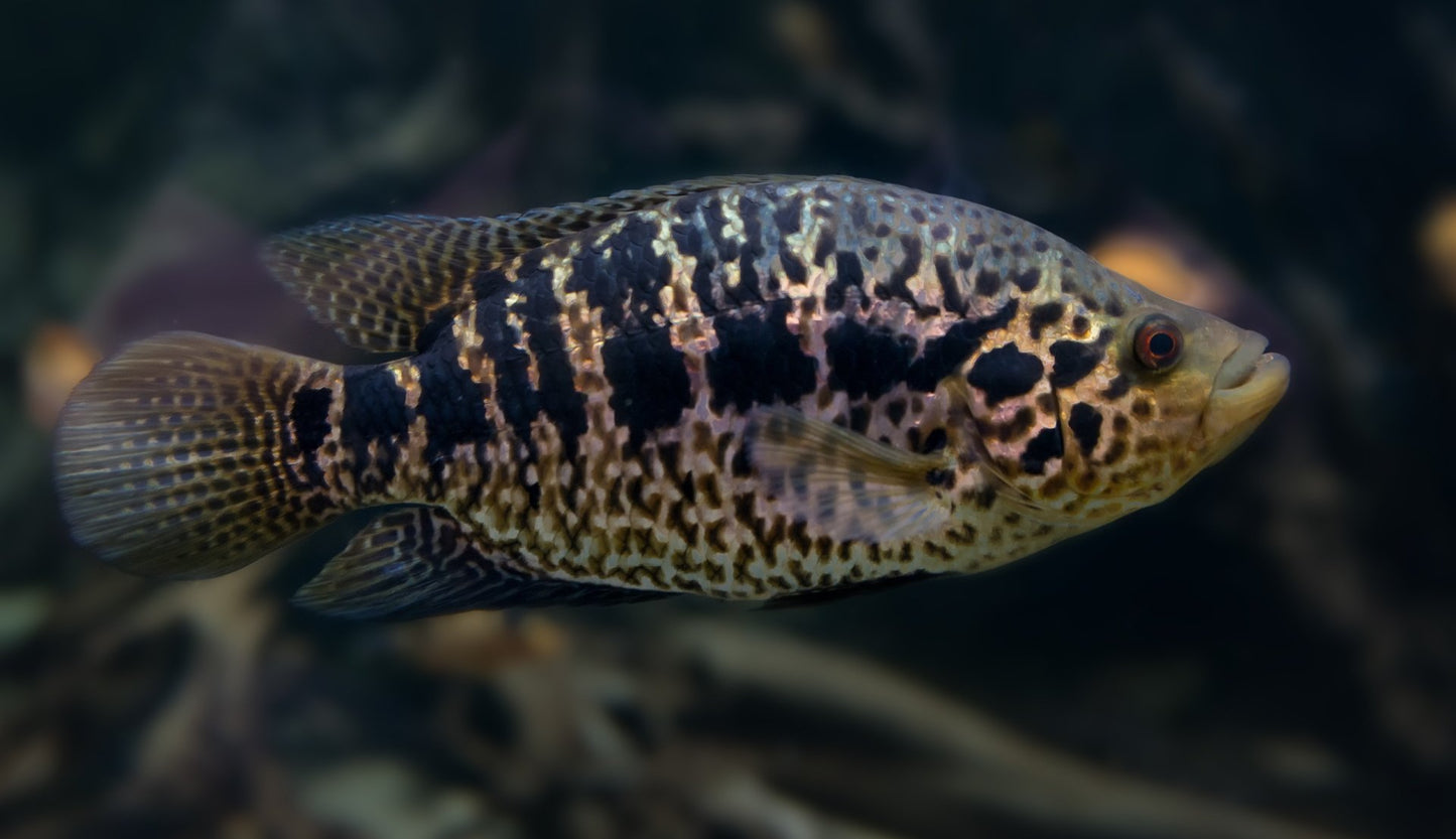 Cichlid - Jaguar Managuense