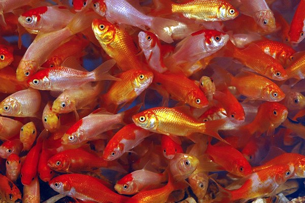 Feeder Comet Goldfish