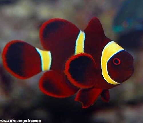 Gold Stripe Maroon Clownfish Tank Raised