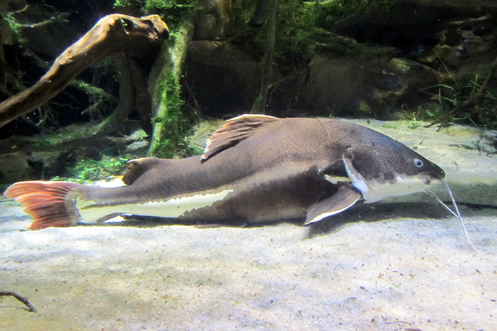 Redtail Catfish