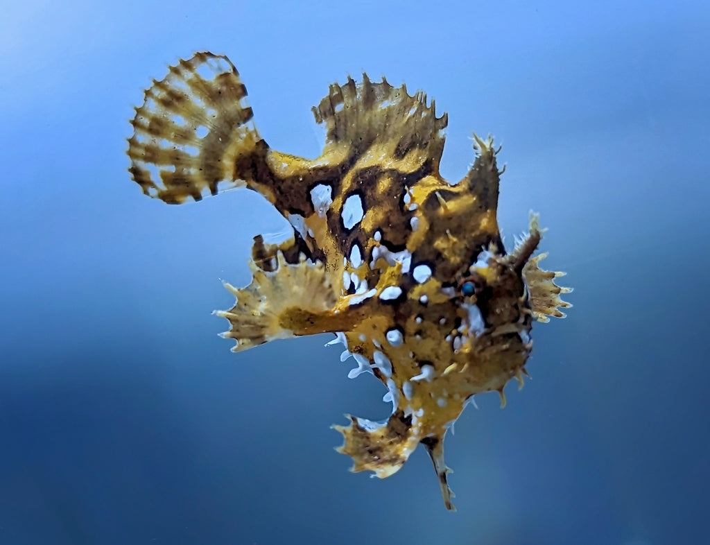 Zebra Sargassum Anglerfish