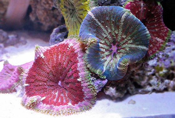 Mini Maxi Carpet Anemone