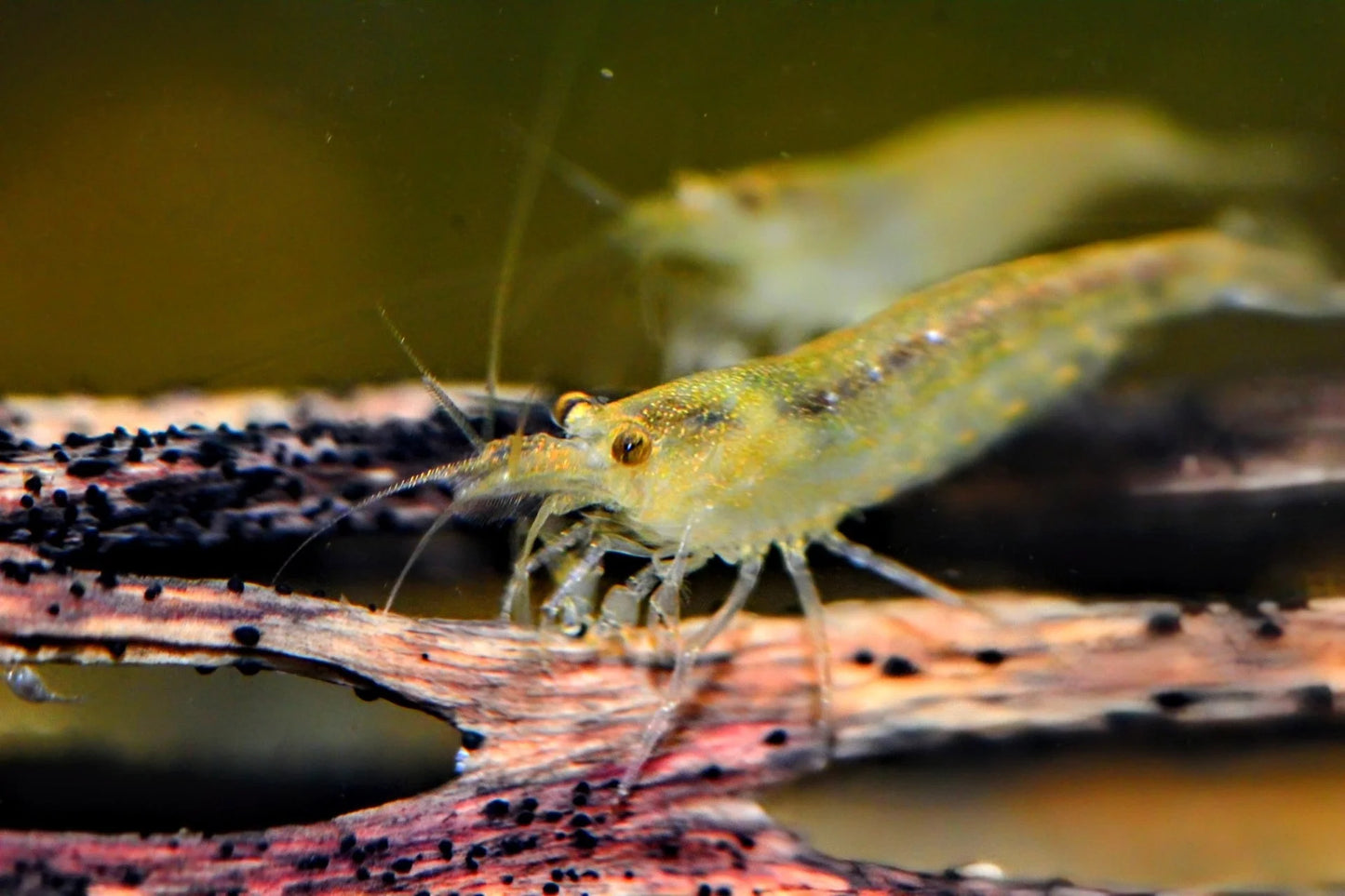 Lemon Yellow Amano Algae Eating Shrimp