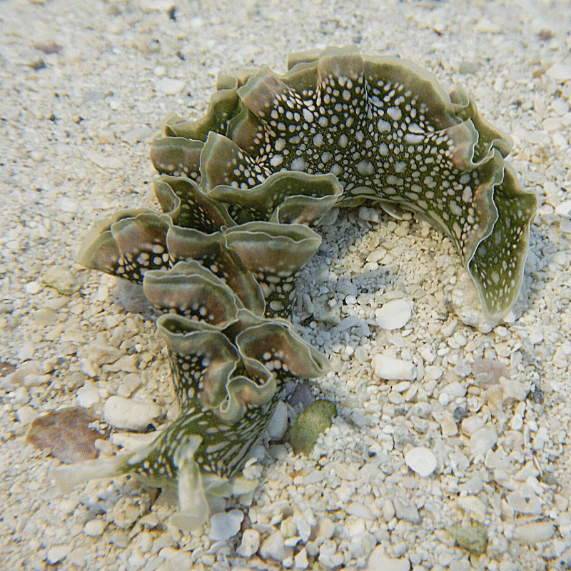 Lettuce Nudibranch