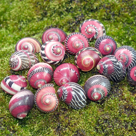 Red Racer Nerite Snail