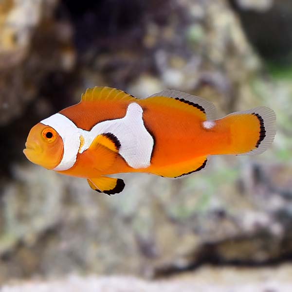Semi Picasso Clownfish - Tank Bred