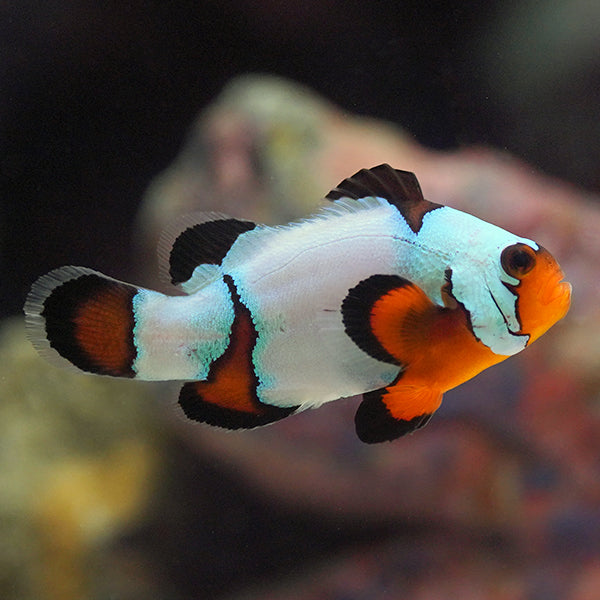 Black Ice Snowflake Clownfish - Tank Bred