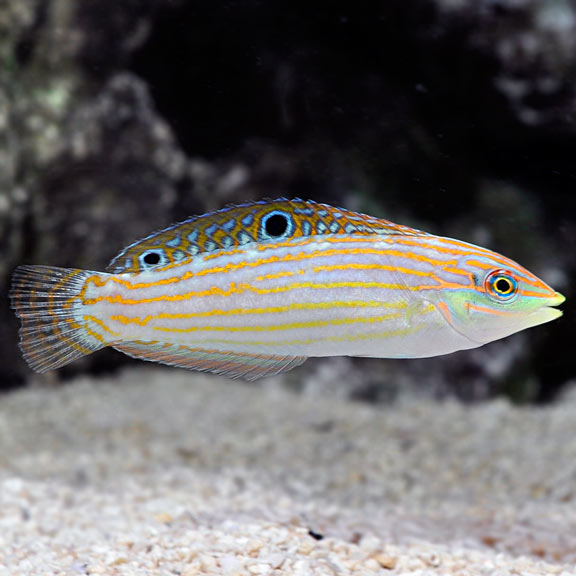 Adorned Lined Wrasse