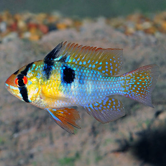 German Blue Ram - Locally Bred
