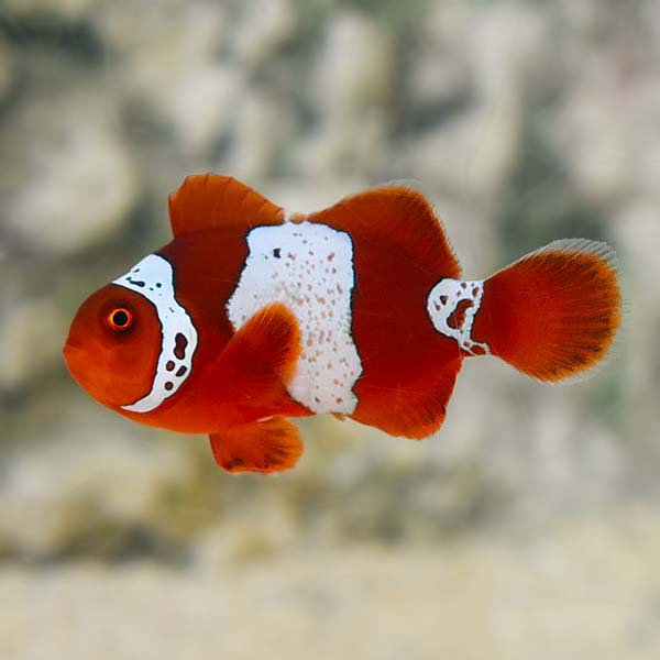 Maroon Lightning Clownfish - Tank Raised